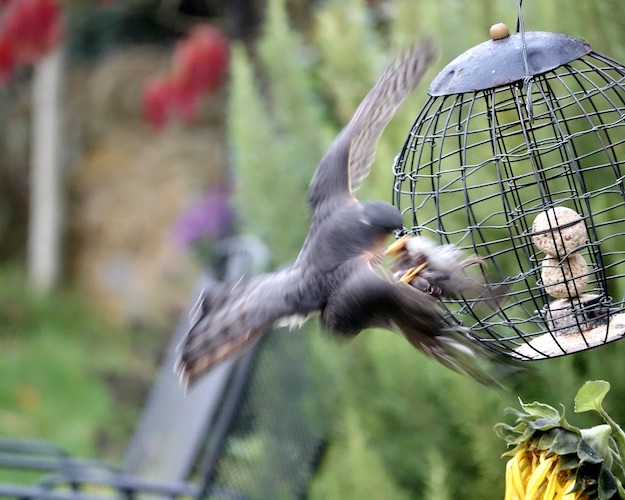 sparrowhawk catching